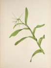 North American Wild Flowers 1925 - White Epidendrum