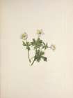 North American Wild Flowers 1925 - White Globe-flower