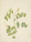 North American Wild Flowers 1925 - White Pea