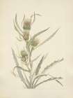 North American Wild Flowers 1925 - White Thistle Art Print