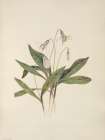 North American Wild Flowers 1925 - White Troutlily Art Print