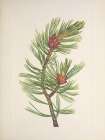 North American Wild Flowers 1925 - Whitebark Pine Art Print