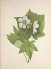 North American Wild Flowers 1925 - White-flowering Raspberry Art Print