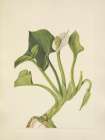 North American Wild Flowers 1925 - Wild Calla Art Print