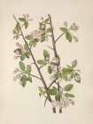 North American Wild Flowers 1925 - Wild Sweet Crab Art Print