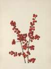North American Wild Flowers 1925 - Winterberry