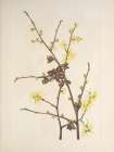 North American Wild Flowers 1925 - Witch Hazel