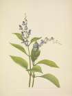 North American Wild Flowers 1925 - Wood Skullcap