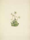 North American Wild Flowers 1925 - Woodnymph Art Print