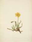North American Wild Flowers 1925 - Woolly Agoseris Art Print