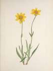 North American Wild Flowers 1925 - Woolly Arnica Art Print