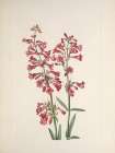 North American Wild Flowers 1925 - Wright Pentstemon Art Print