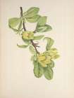North American Wild Flowers 1925 - Yellow Cucumbertree Art Print