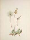 North American Wild Flowers 1925 - Yellow Dryad fruit Art Print