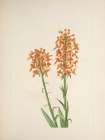 North American Wild Flowers 1925 - Yellow Fringeorchid Art Print