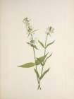 North American Wild Flowers 1925 - Yellow Pentstemon Art Print