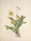 North American Wild Flowers 1925 - Yellow Troutlily Art Print