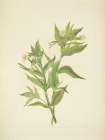 North American Wild Flowers 1925 - Yellow Willow-weed Art Print