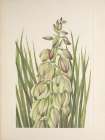 North American Wild Flowers 1925 - Yucca Art Print
