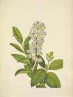North American Wild Flowers 1925 - Zenobia Art Print