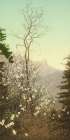 California - Dogwood Blossoms Ca 1898 Art Print by Vintage Photochrom United States