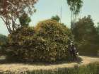 California - Gold of Ophir Rose Bush Ca 1904