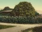 California - Gold of Ophir Roses Carmelita Pasadena Ca 1898