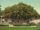 California - Gold of Ophir Roses Pasadena Ca 1902