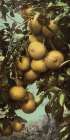 California - Grape Fruit Ca 1902