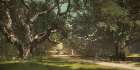 California - Live Oaks at Berkely College Ca 1898
