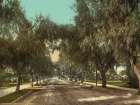 California - Marengo Avenue Pasadena Ca 1898 (2) Art Print