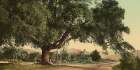 California - Orange Grove Avenue Pasadena Ca 1898 Art Print