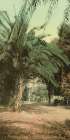 California - Palms at Glen Annie Ca 1898 Art Print