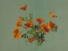 California - Poppies Ca 1899 Art Print
