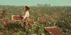 California - Raisin Drying Racks Ca 1901 Art Print