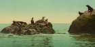 California - Seal Rocks Ca 1901 Art Print