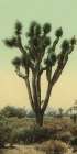California - Yucca Cactus at Hesperia Ca 1898