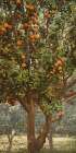 California Orange Tree Ca 1898