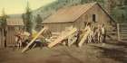 Colorado Burros Loaded with Lumber Ca 1898