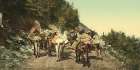 Colorado Pack Train on Mountain Road Ca 1898