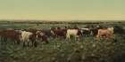 Colorado Round up Bunching the Herd Ca 1898 Art Print