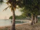 Florida - Cocoanut Palms Lake Worth Ca 1898 Art Print