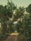 Florida - in the Ormond Hammock Ca 1898