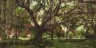 Florida - Old Oak at Tampa Bay Hotel Ca 1902 Art Print