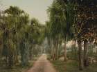 Florida - Palmettos at Bostroms Ormand Ca 1898