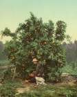 Florida - Picking Oranges Ca 1902