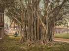 Florida - Rubber Tree in the U S Barracks Key West Ca 1900