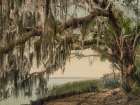 Florida - Spanish Moss on Royal Arch Oak Ormand Ca 1898