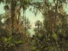 Florida - the St Johns River Ca 1898