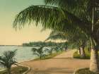 Florida - the Walk at Palm Beach Ca 1898